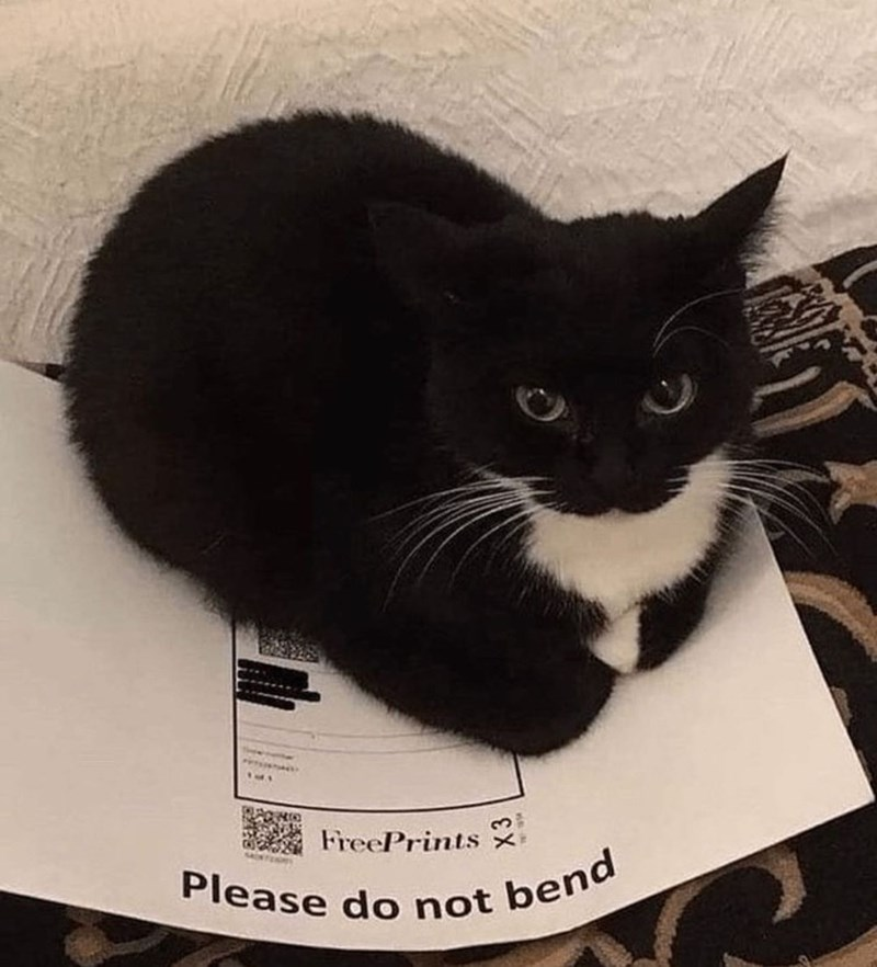 Grumpy Cat Memes For All The Secret Scrooges Suffering Through This Holiday Season