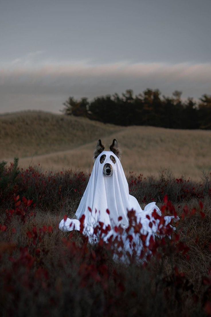 Quick and Simple Diy Dog Ghost Costume Tutorial