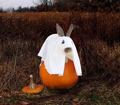 Bunnies Oh My!: Photo