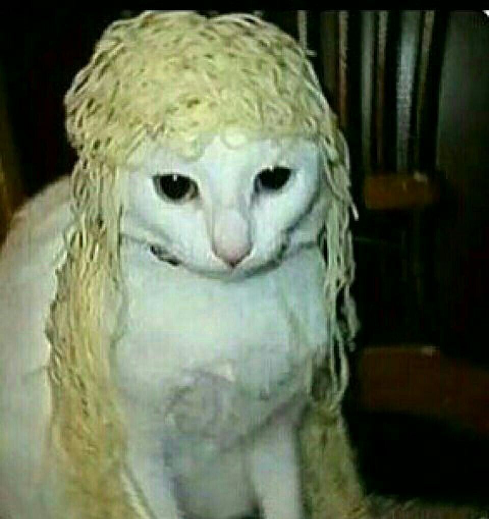 Cutest Cat Breeds Anyone Will Love the most beautiful cat in the world coby most expensive cat breed