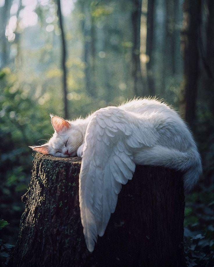 Celestial Winged Cat Spirit Companion Binding: Dream Shepherding & Soul Cradle